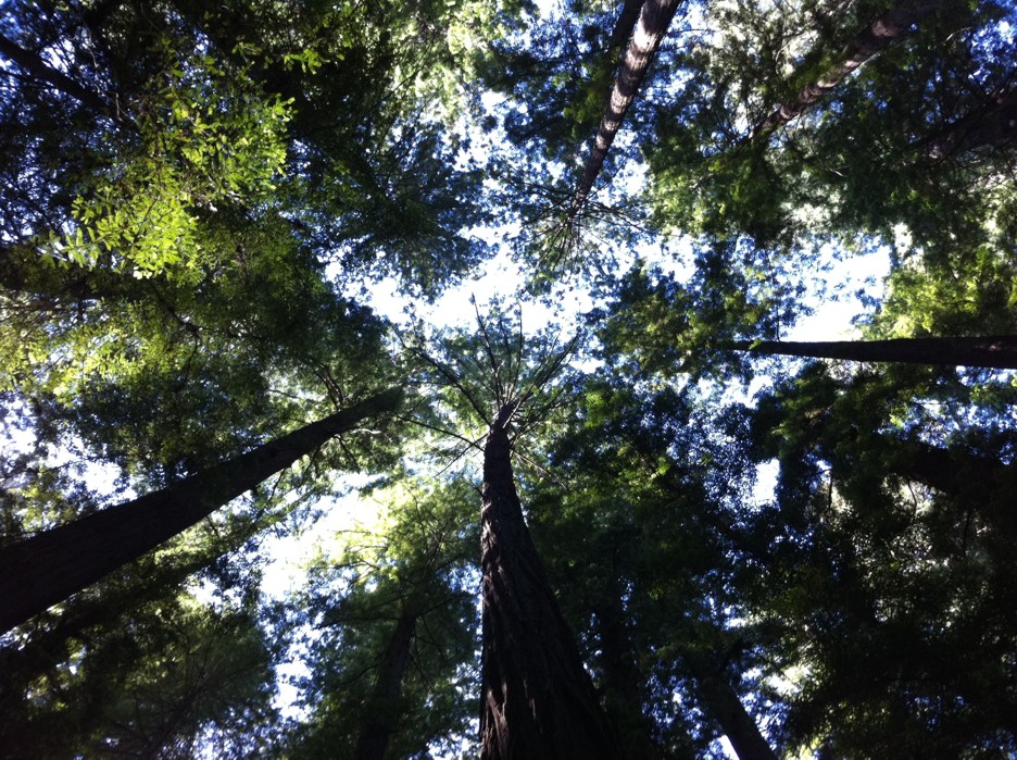 Looking up